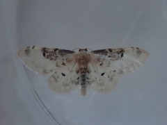 Idaea filicata