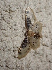 Idaea filicata