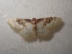 Idaea filicata