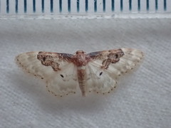 Idaea filicata