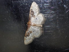 Idaea filicata