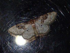 Idaea filicata