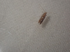 Phyllonorycter