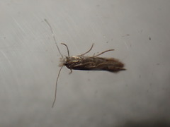 Phyllonorycter