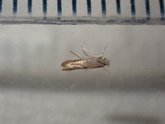 Phyllonorycter