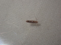 Phyllonorycter