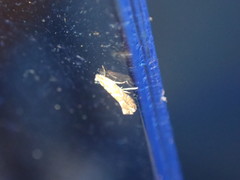 Phyllonorycter