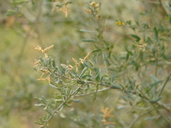 Chenopodium nitrariaceum