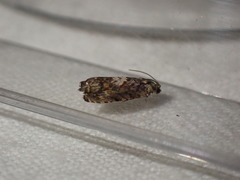 Tortricidae