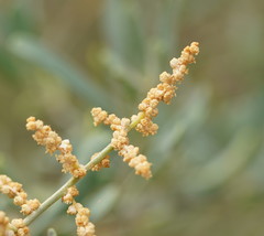 Chenopodium nitrariaceum