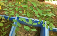 Indigofera tinctoria