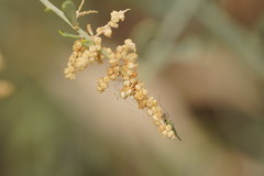 Chenopodium nitrariaceum