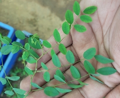 Indigofera tinctoria