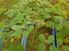 Indigofera tinctoria