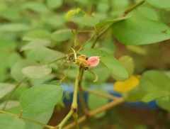 Indigofera tinctoria