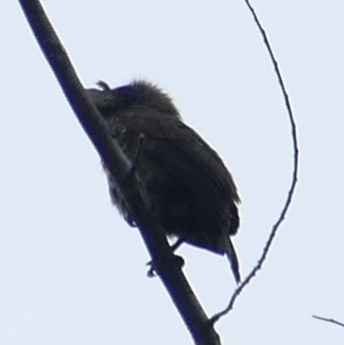 Bristle-nosed Barbet (Gymnobucco peli), photo 7