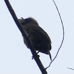 Gymnobucco peli