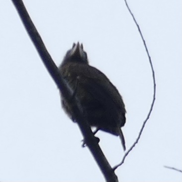 Bristle-nosed Barbet (Gymnobucco peli), photo 9