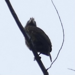Gymnobucco peli