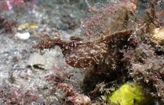 Idiotropiscis lumnitzeri