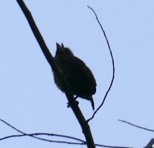 Bristle-nosed Barbet (Gymnobucco peli), photo 8