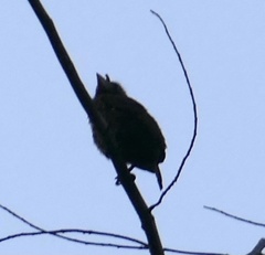 Gymnobucco peli