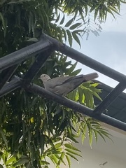 Streptopelia decaocto