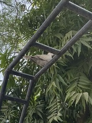 Streptopelia decaocto