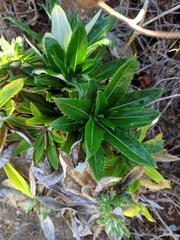 Carlina salicifolia subsp. lancerottensis image