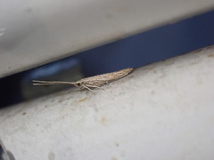 Coleophora