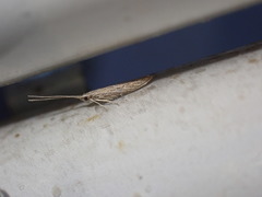 Coleophora