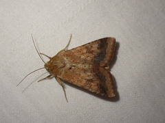 Helicoverpa armigera