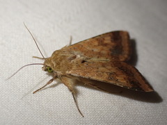 Helicoverpa armigera