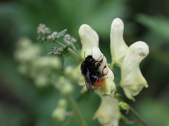 Bombus wurflenii
