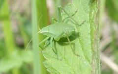 Isophya pyrenaea