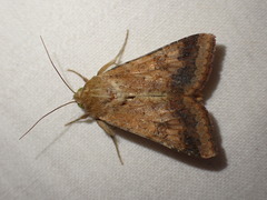 Helicoverpa armigera