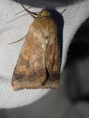 Helicoverpa armigera