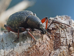Dodecastichus geniculatus