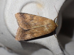 Helicoverpa armigera