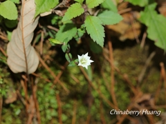 Gentiana flavomaculata