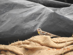 Gymnoris xanthocollis