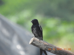 Dicrurus macrocercus