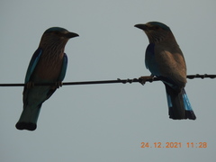 Coracias benghalensis