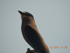 Coracias benghalensis