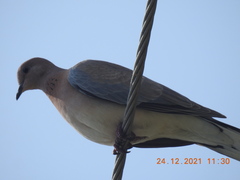 Streptopelia senegalensis