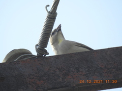 Gymnoris xanthocollis