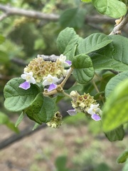 Vitex patula