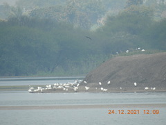 Himantopus himantopus