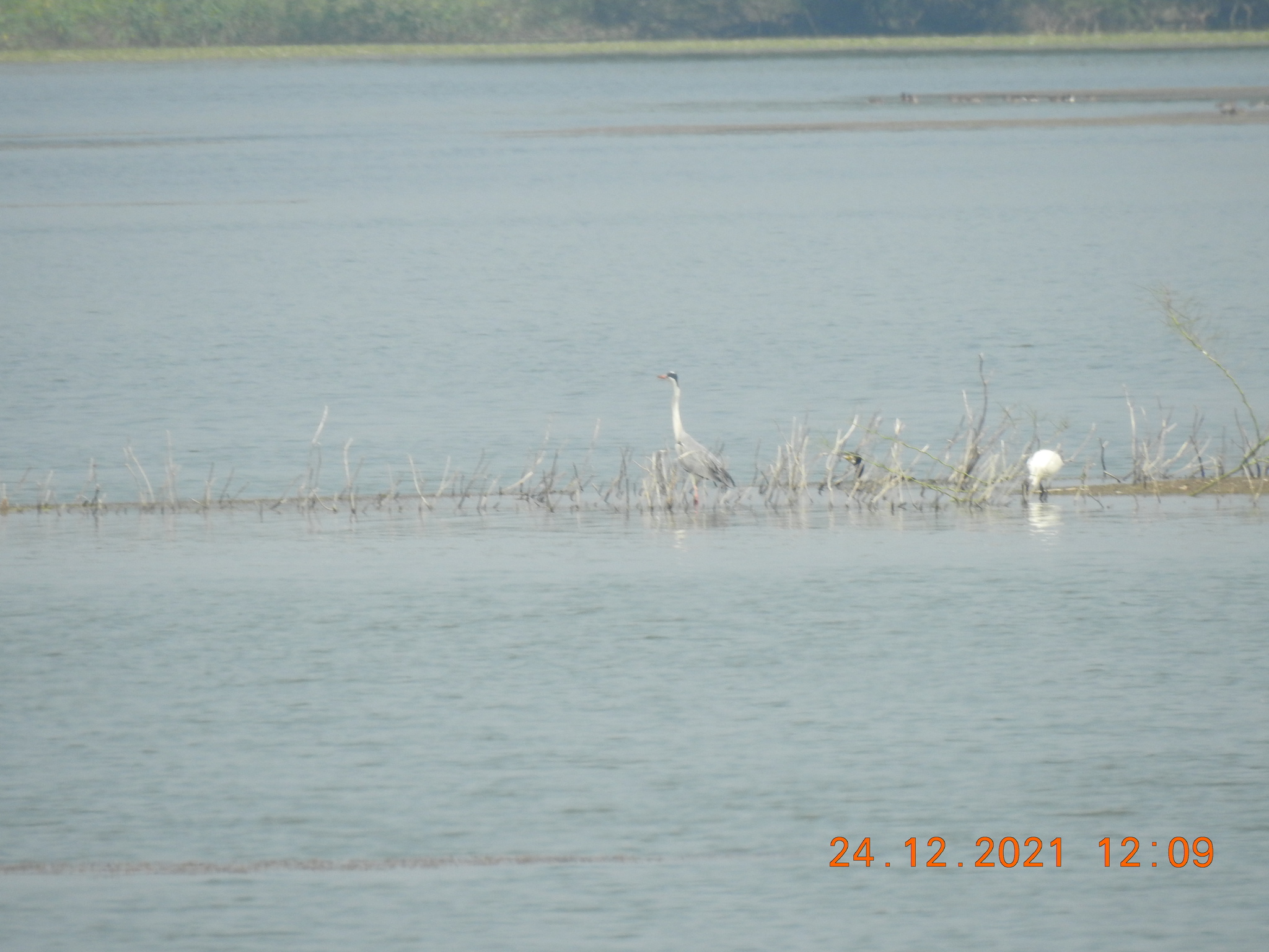 Grey Heron