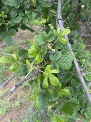 Vitex patula